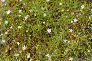 Stellaria gramineaGrasmuur bestellen